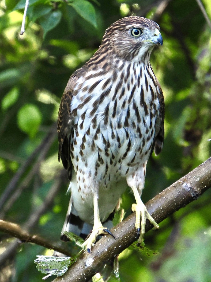 Cooper's Hawk - ML642822369