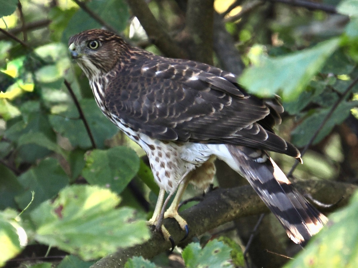 Cooper's Hawk - ML642822370