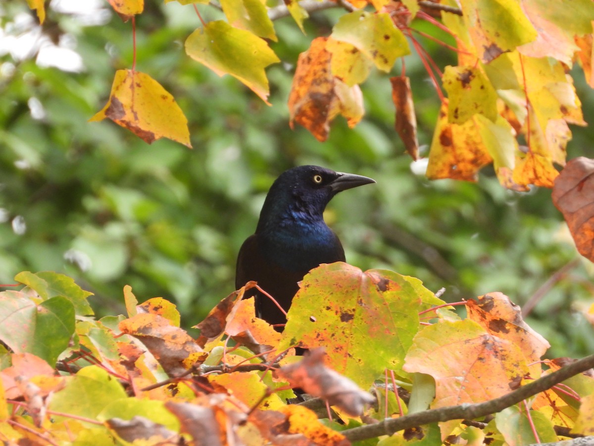 Common Grackle - ML642822376