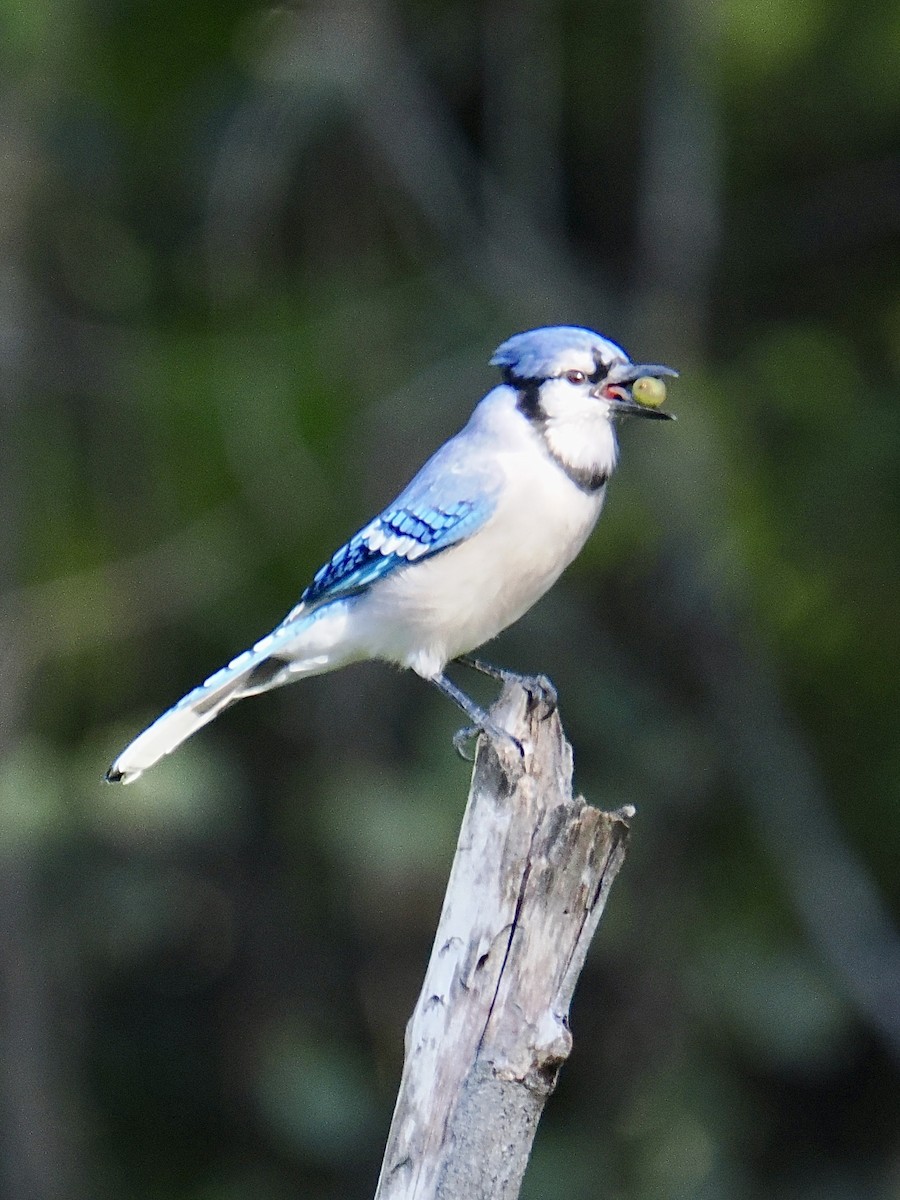 Blue Jay - ML642822389