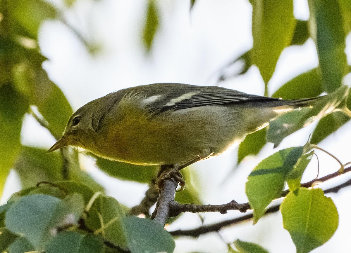 Northern Parula - ML642822394