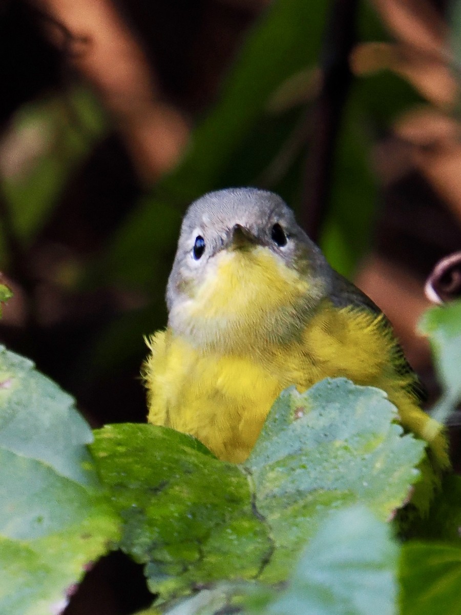 Magnolia Warbler - ML642822405