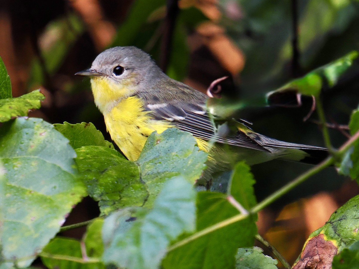 Magnolia Warbler - ML642822406