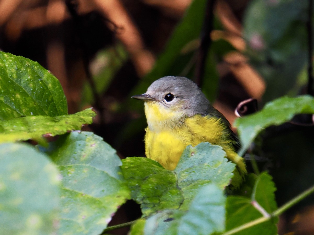 Magnolia Warbler - ML642822407