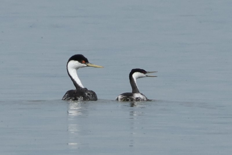 Western Grebe - ML642822435