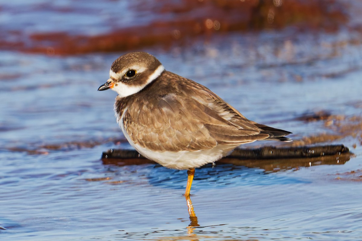 Semipalmated Plover - ML642822442