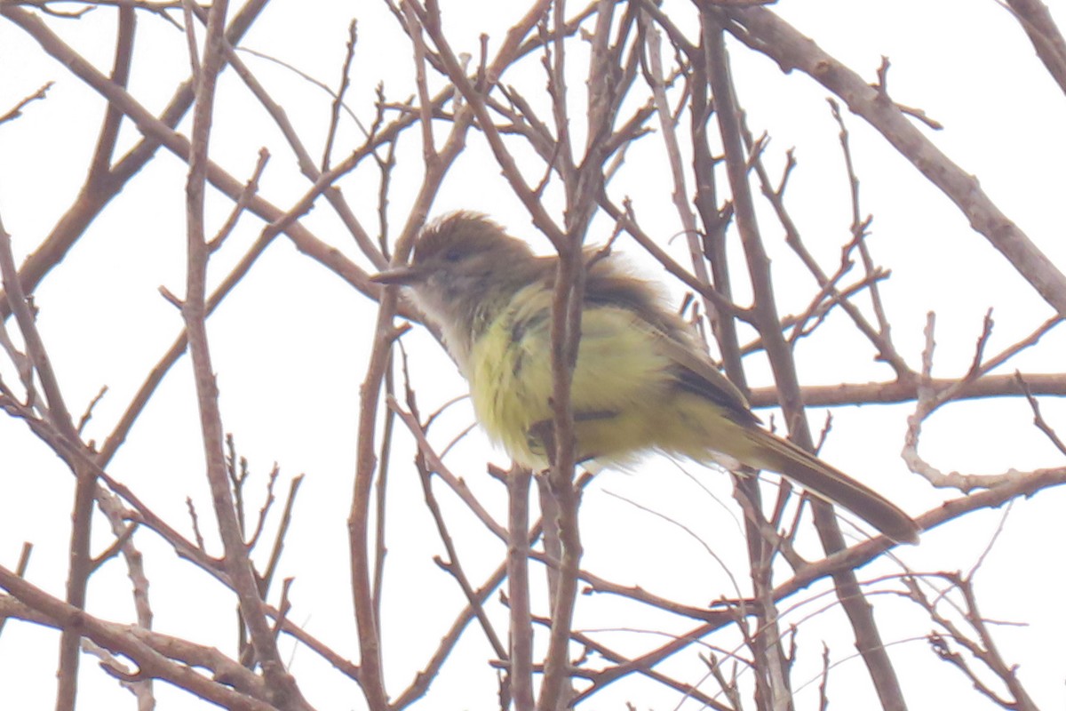 Short-crested Flycatcher - ML642822444