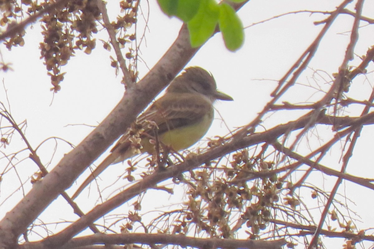 Short-crested Flycatcher - ML642822445