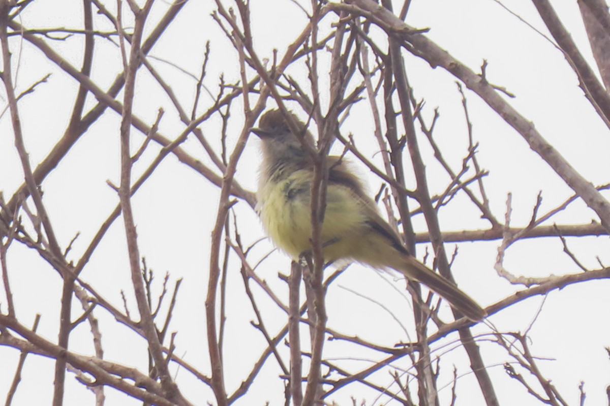 Short-crested Flycatcher - ML642822446