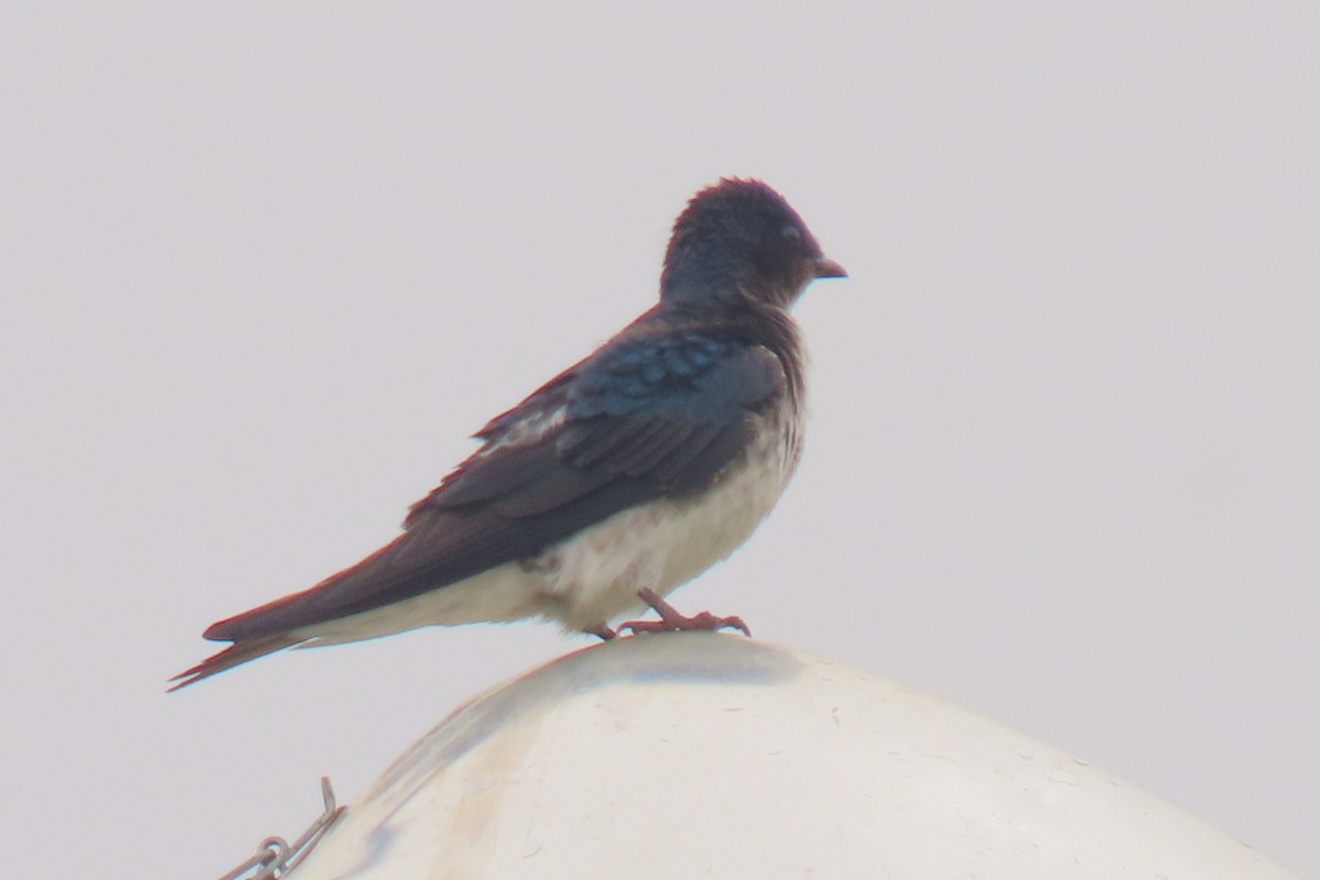 Gray-breasted Martin - ML642822471