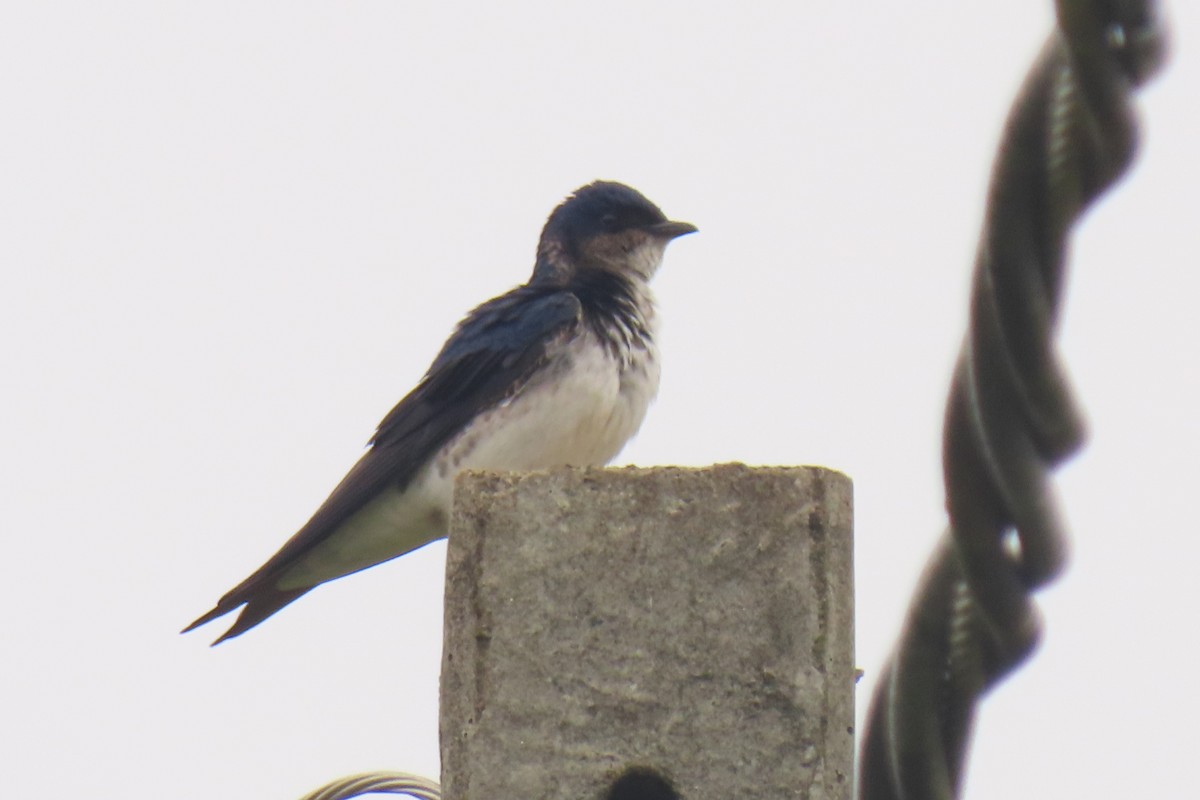 Gray-breasted Martin - ML642822472