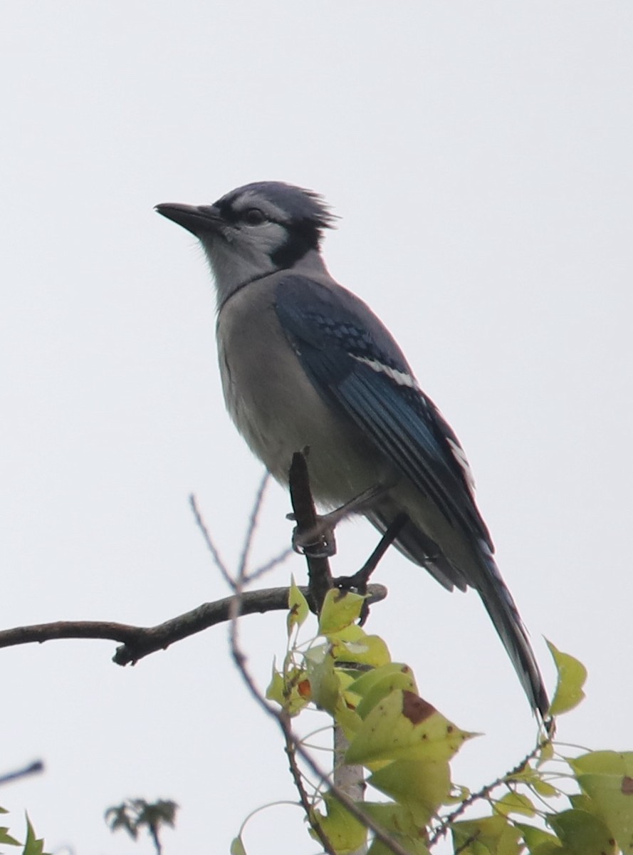 Blue Jay - ML642822480