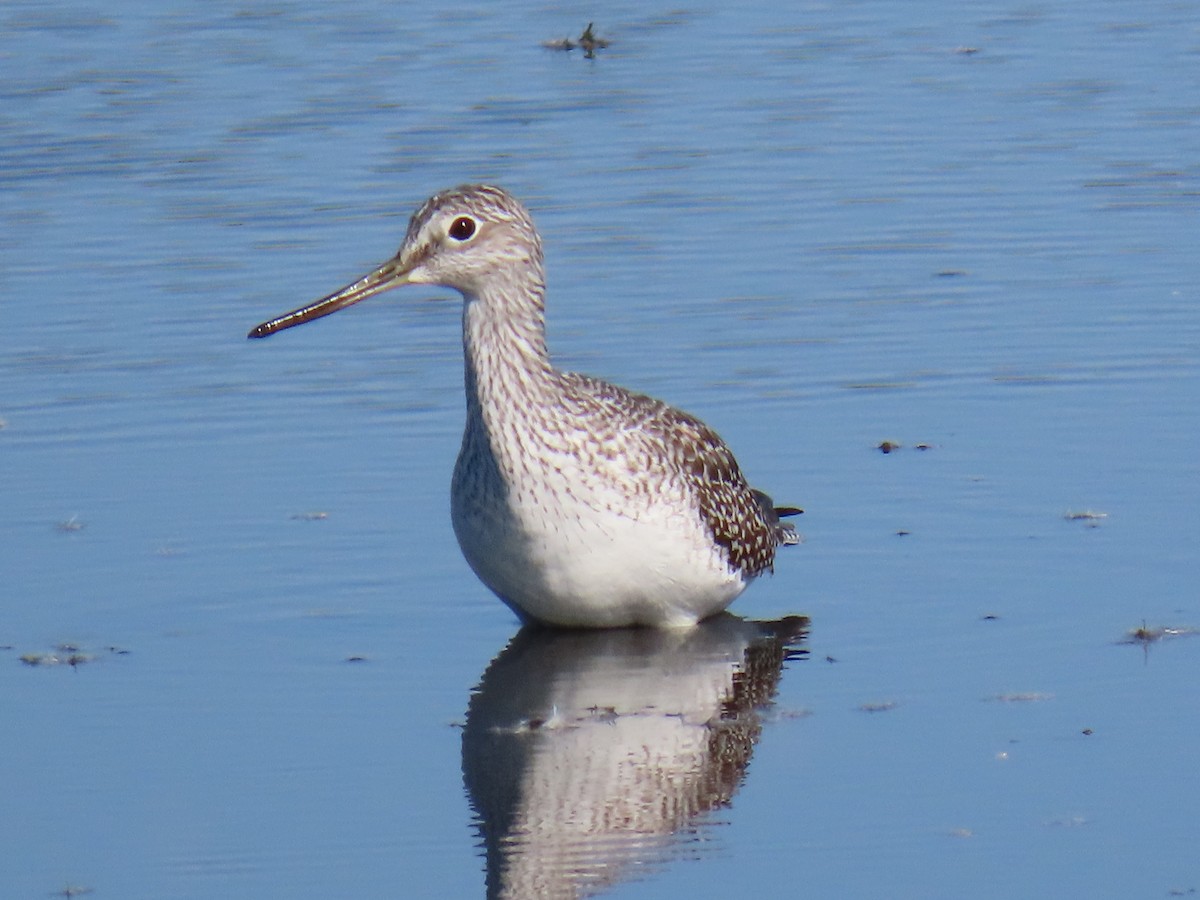 Greater Yellowlegs - ML642822490