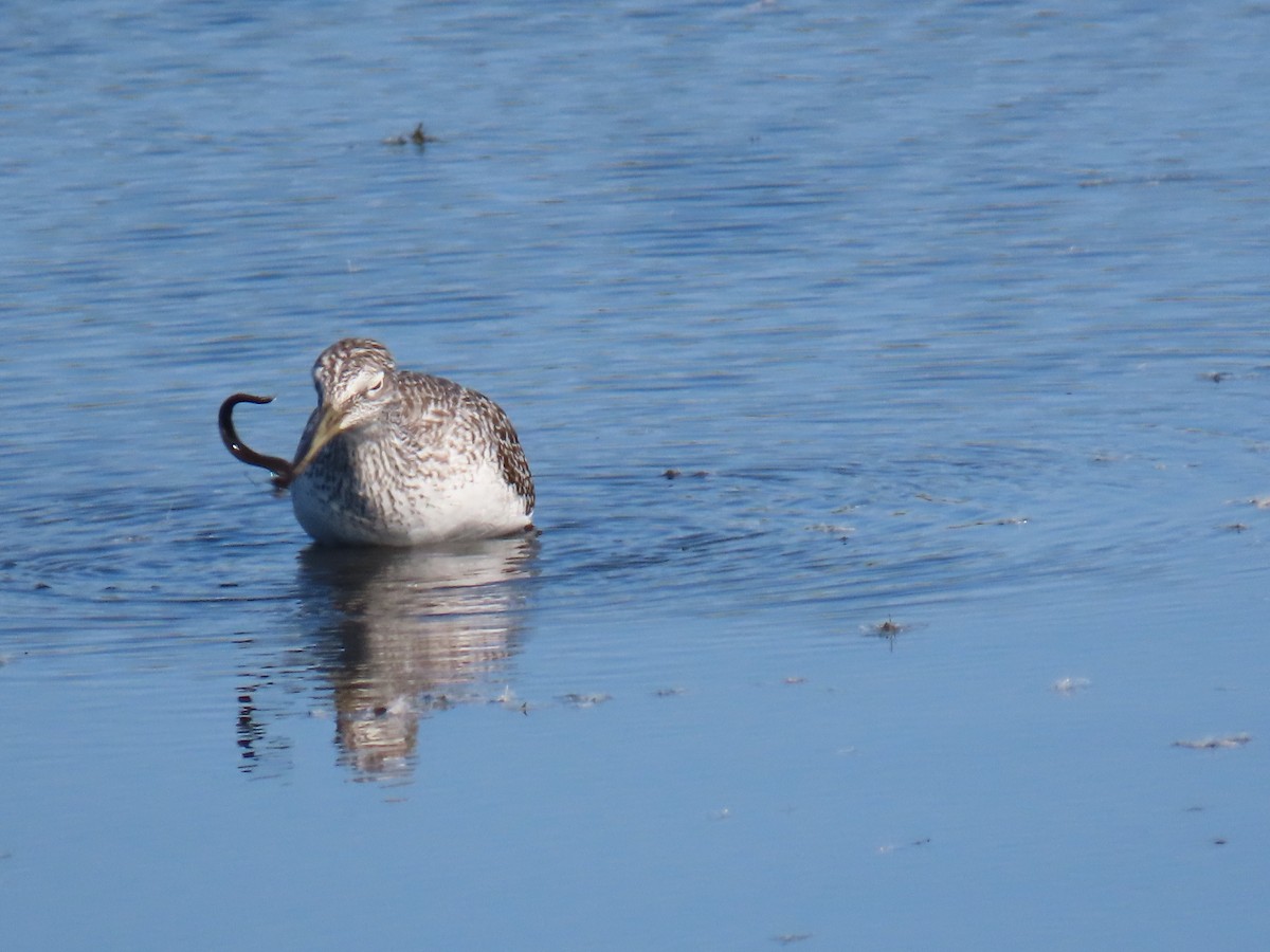 Greater Yellowlegs - ML642822491