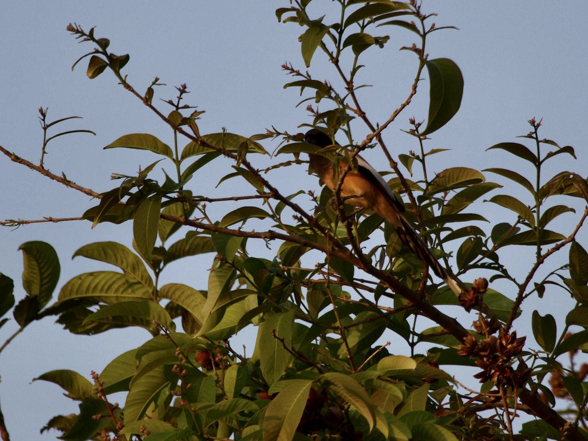 Rufous Treepie - ML642822492