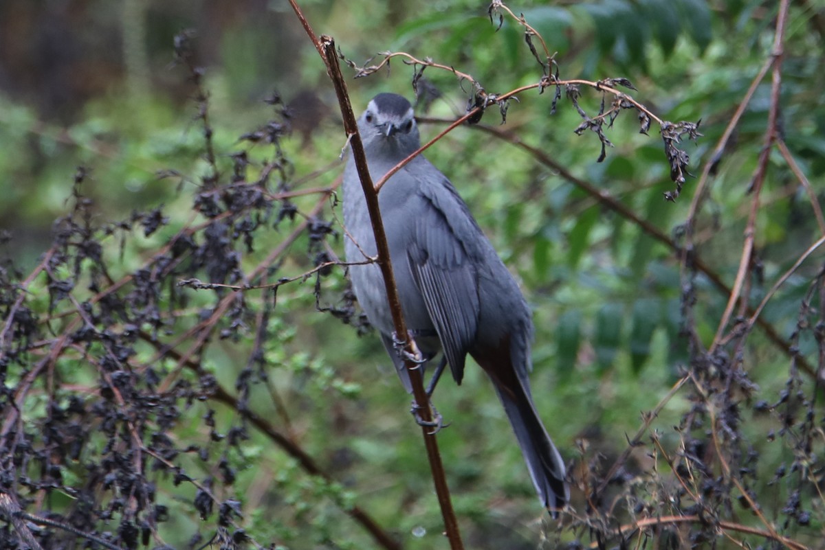 Katzenspottdrossel - ML642822493