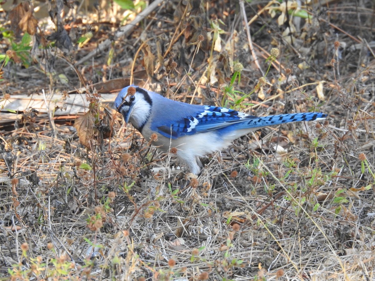 Blue Jay - ML642822494