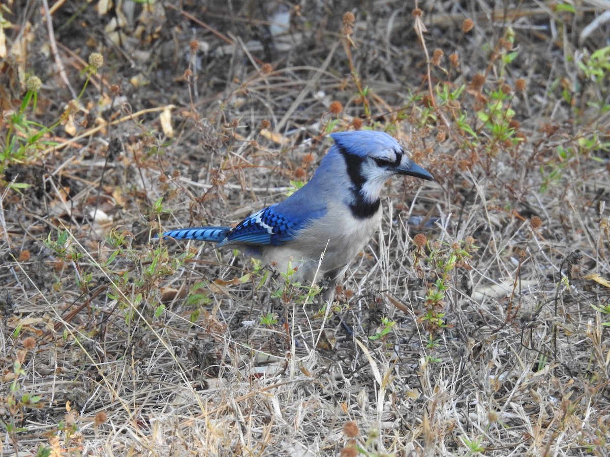 Blue Jay - ML642822495