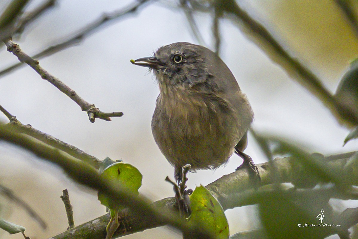 Wrentit - ML642822501