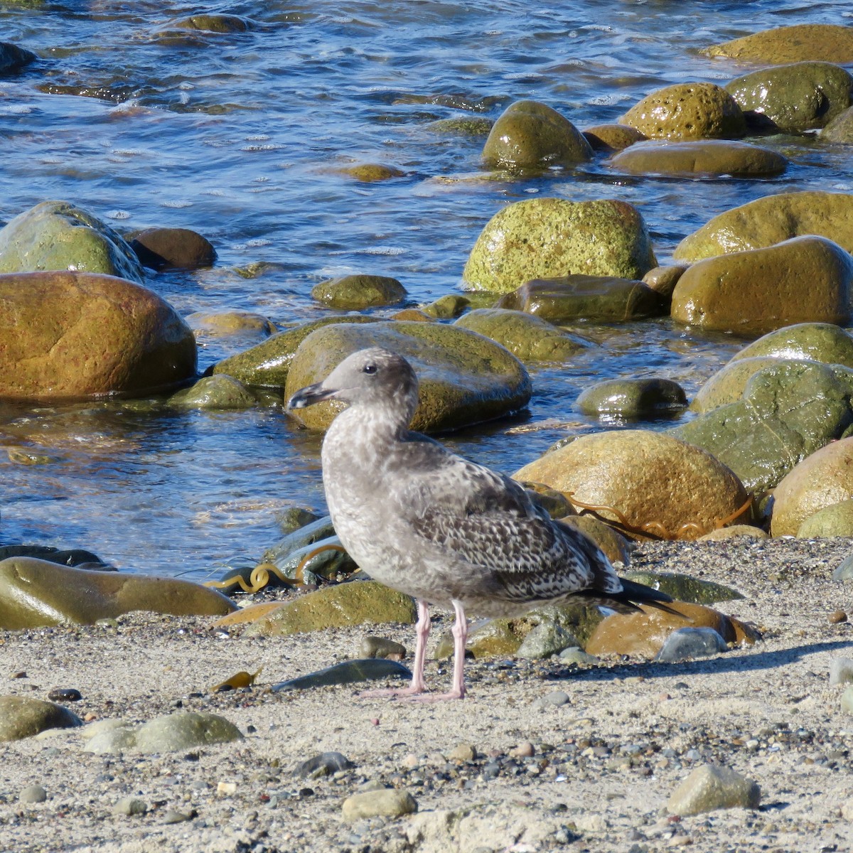 Western Gull - ML642822502