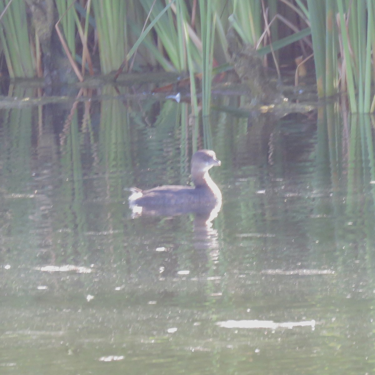Pied-billed Grebe - ML642822518