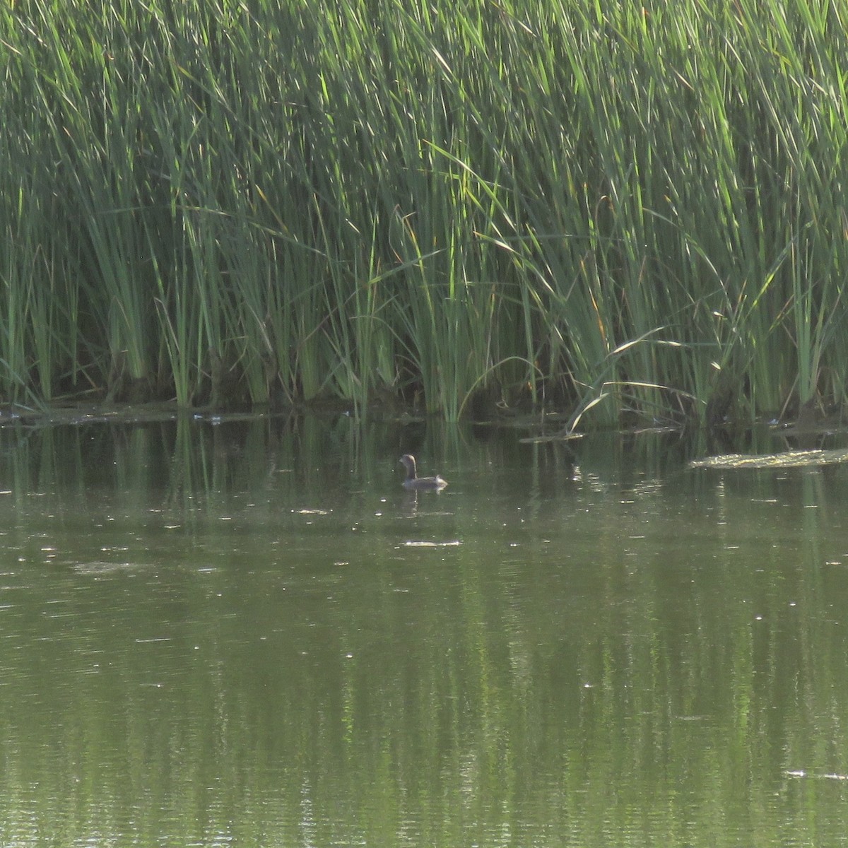 Pied-billed Grebe - ML642822519