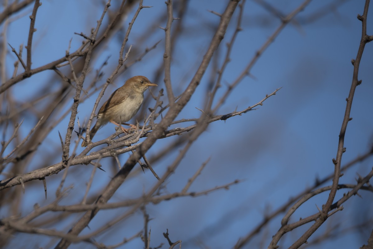 Piping Cisticola - ML642822520