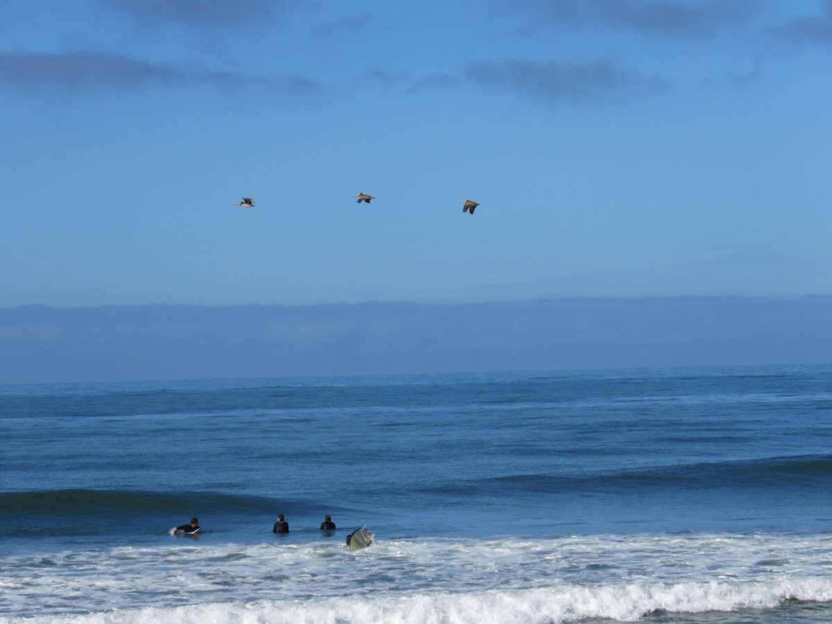 Brown Pelican - ML642822555