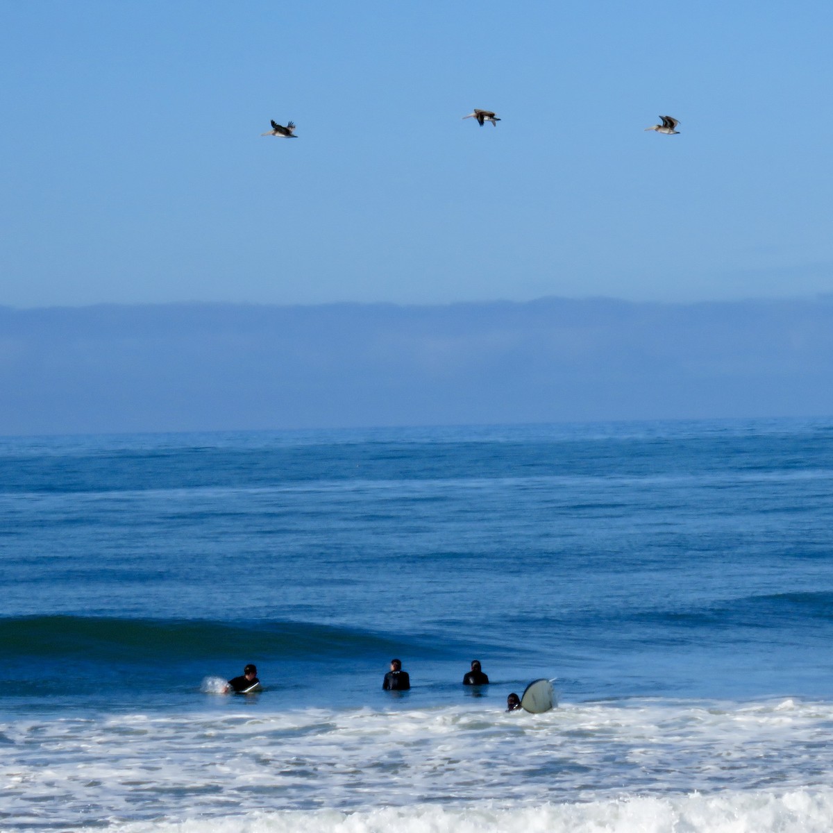 Brown Pelican - ML642822575