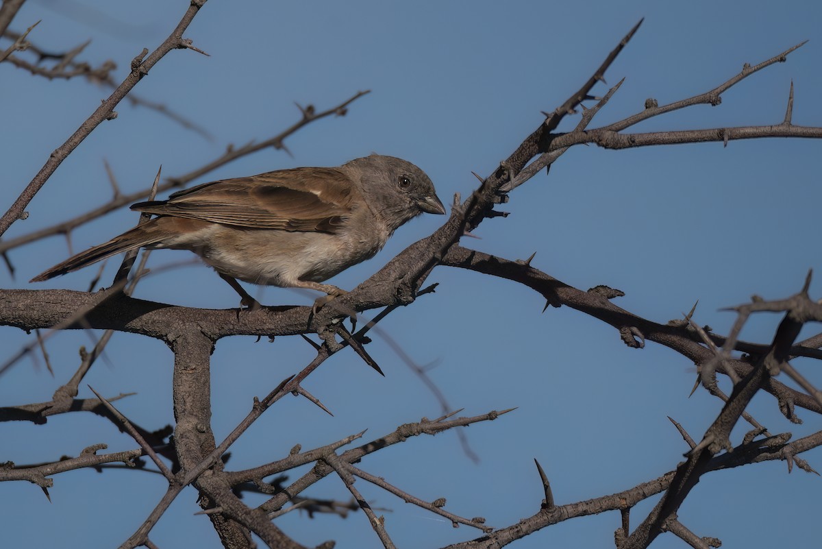 Southern Gray-headed Sparrow - ML642822594