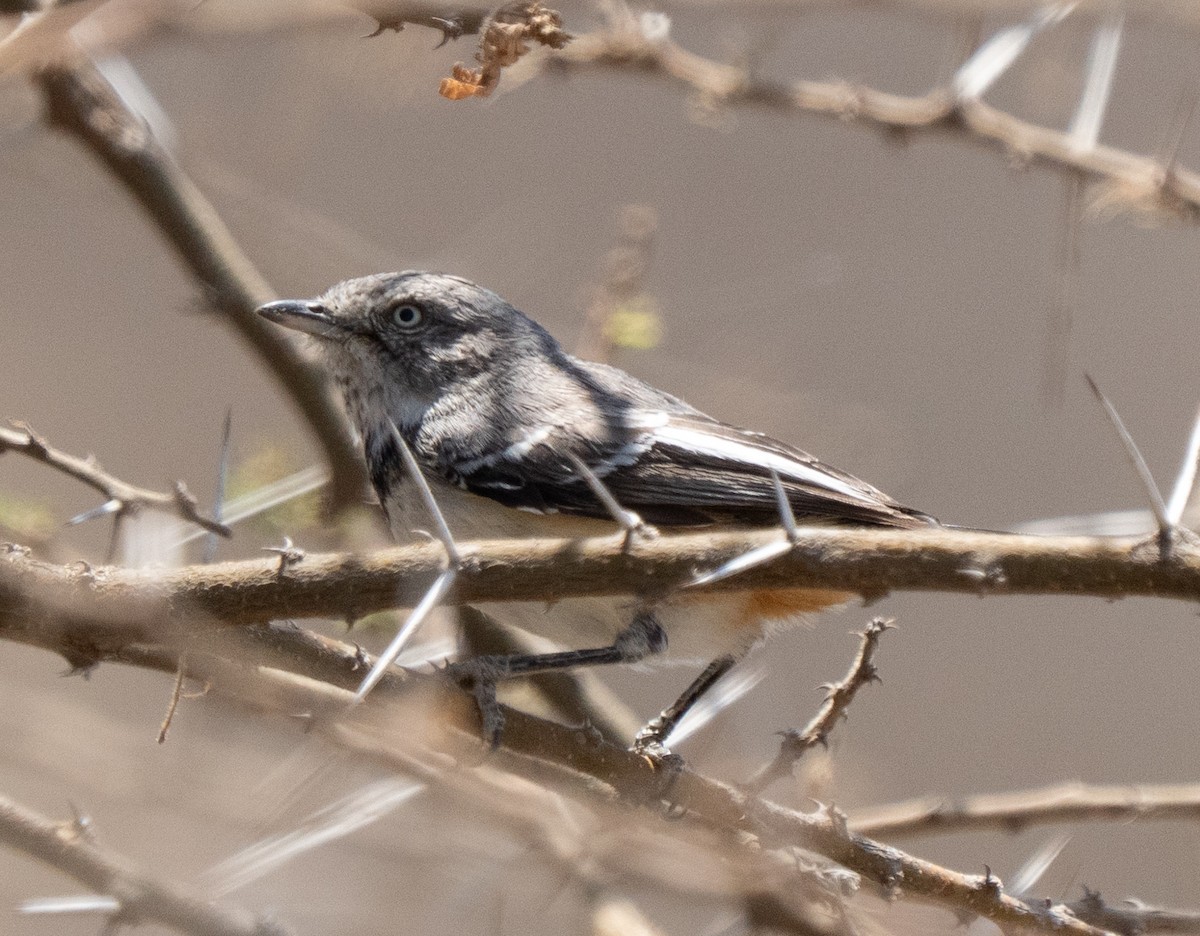 Banded Parisoma - ML642822602