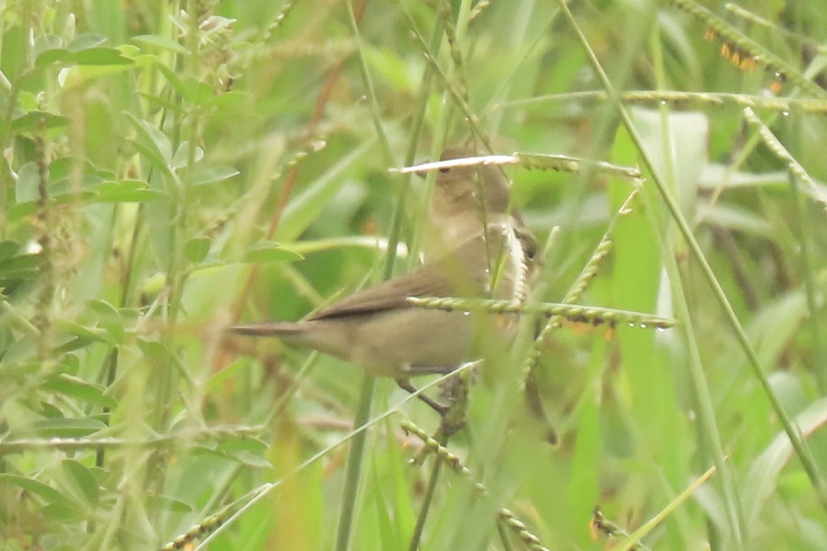 Double-collared Seedeater - ML642822607