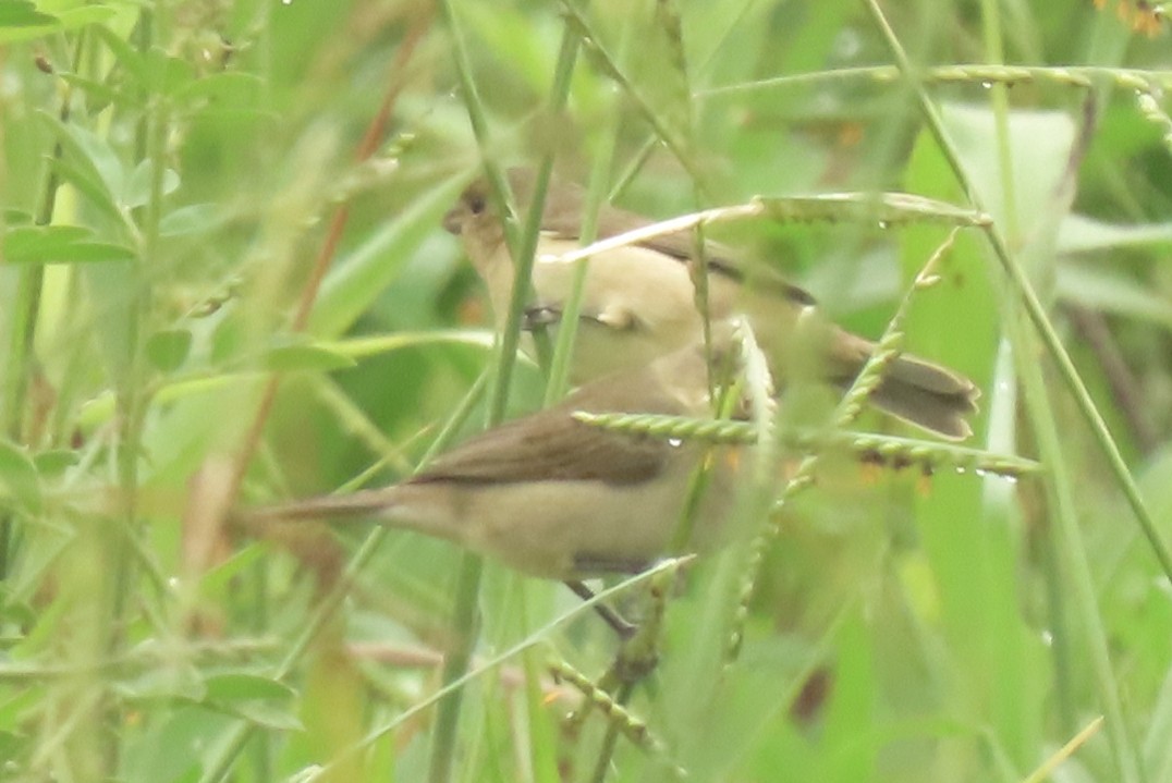 Double-collared Seedeater - ML642822608