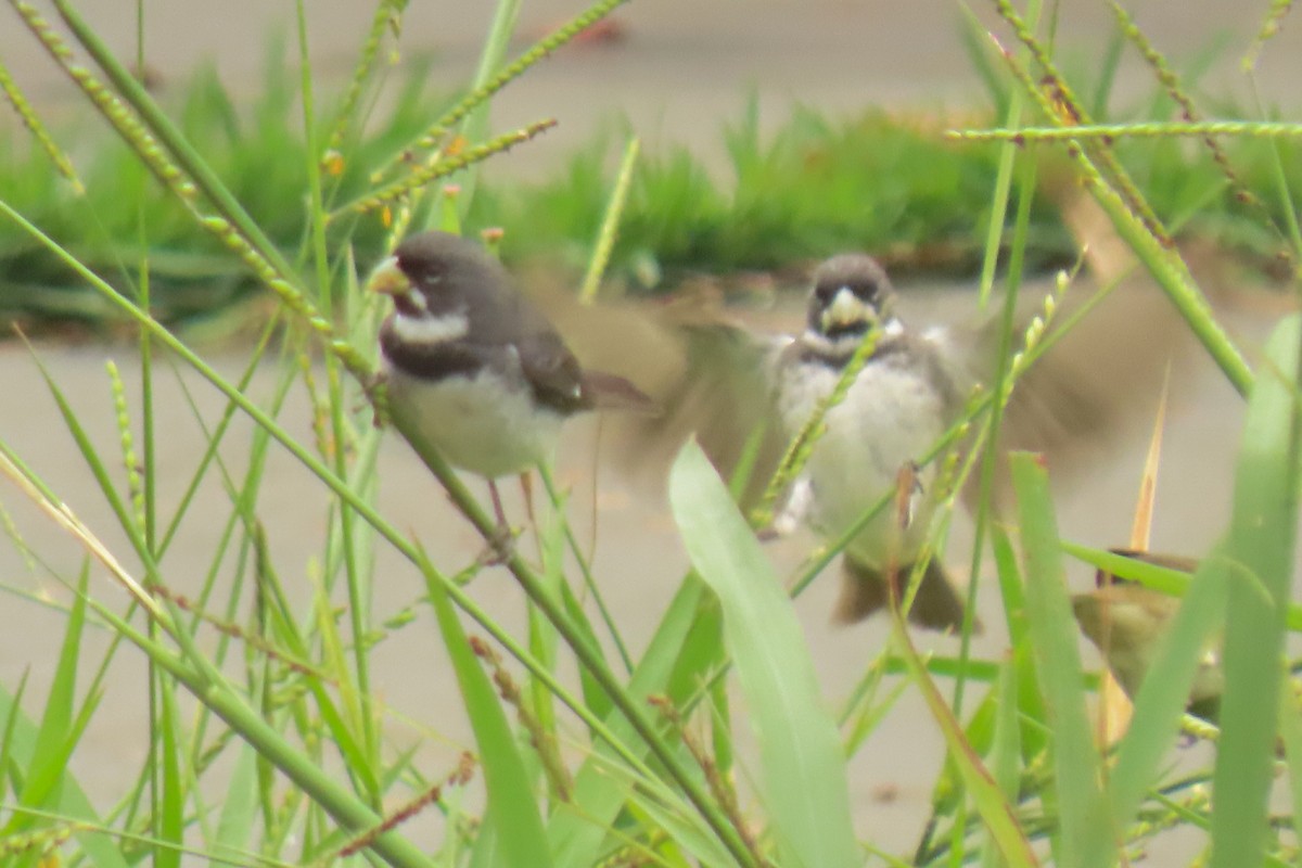 Double-collared Seedeater - ML642822609