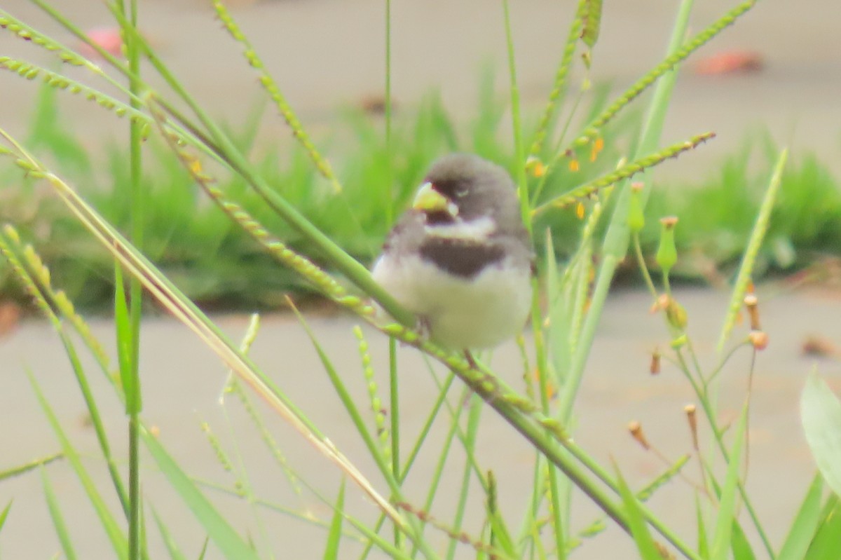 Double-collared Seedeater - ML642822610