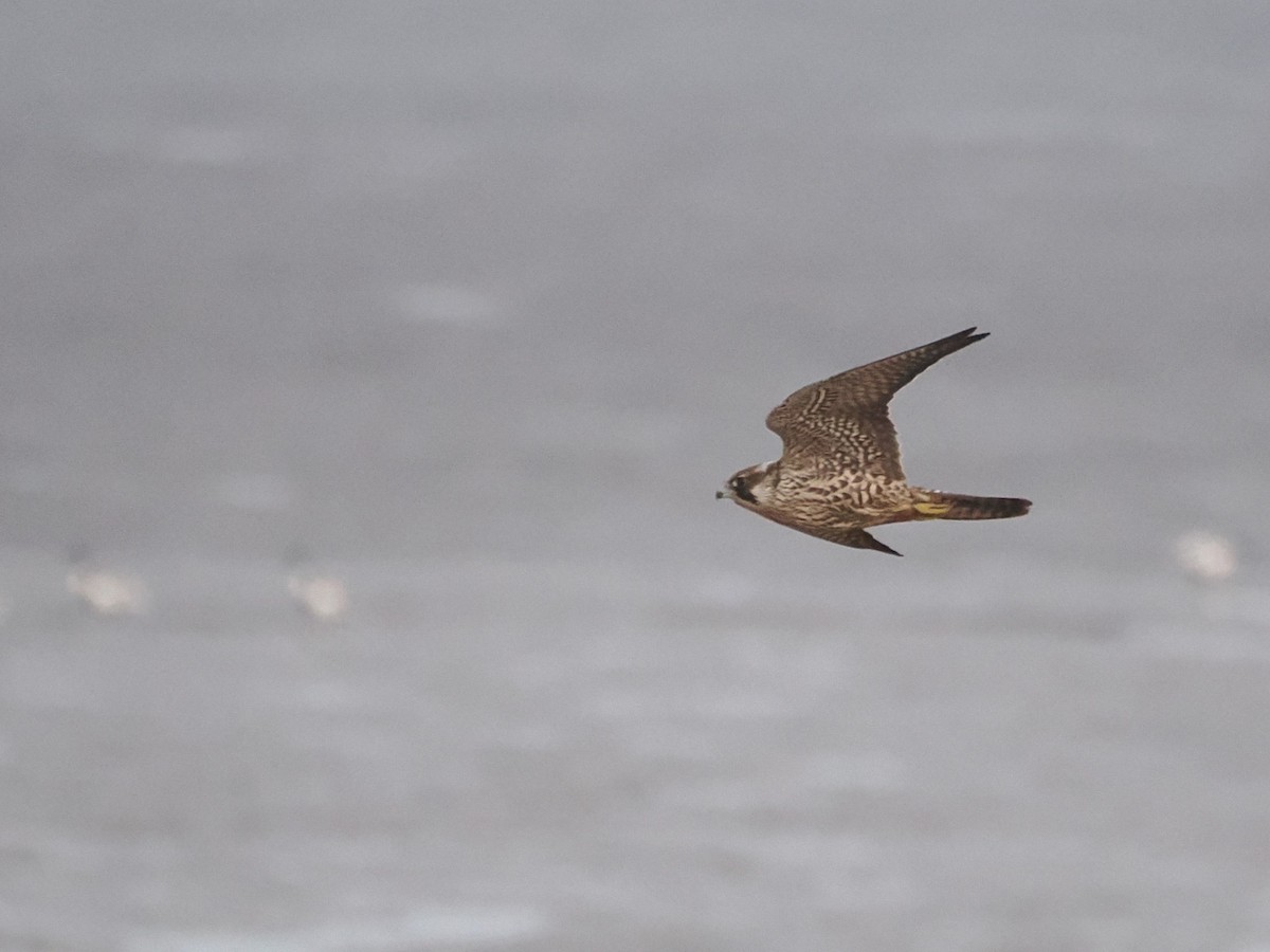 Peregrine Falcon - ML642822611