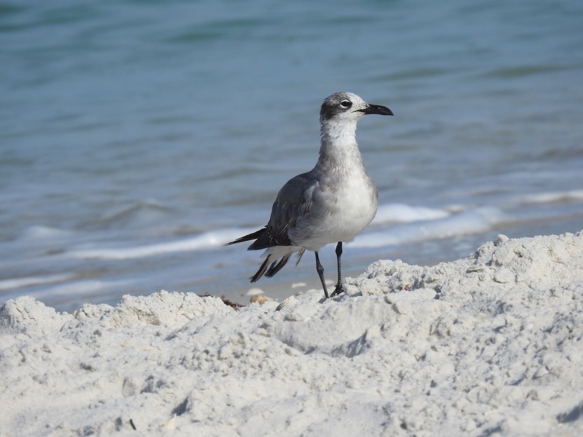 Antxeta mokogorri amerikarra - ML642822629