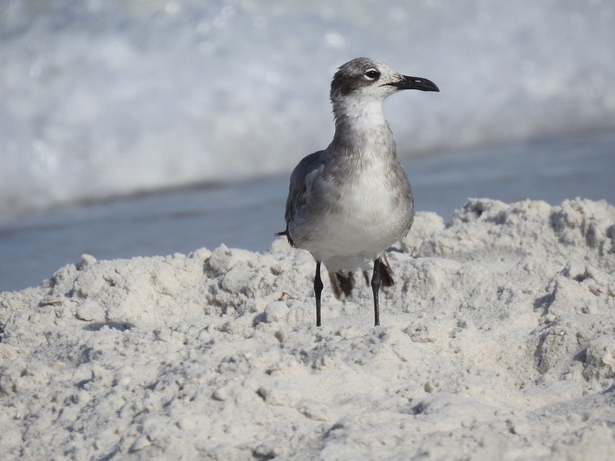 Antxeta mokogorri amerikarra - ML642822631