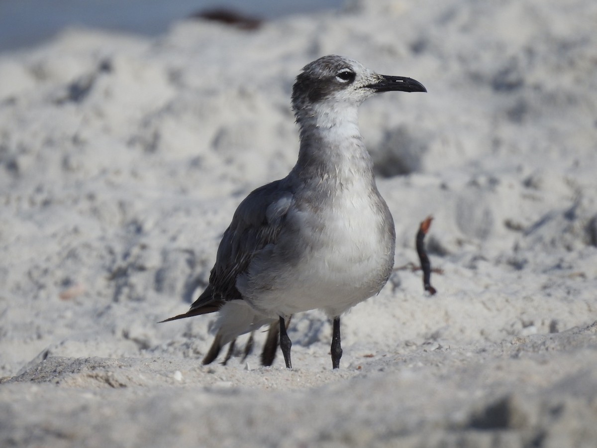 Antxeta mokogorri amerikarra - ML642822632