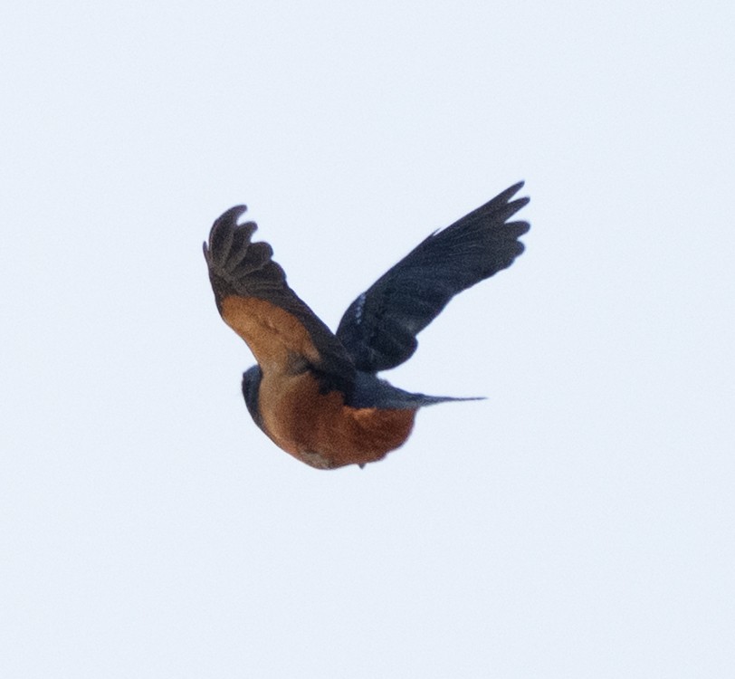 Hildebrandt's Starling - ML642822634