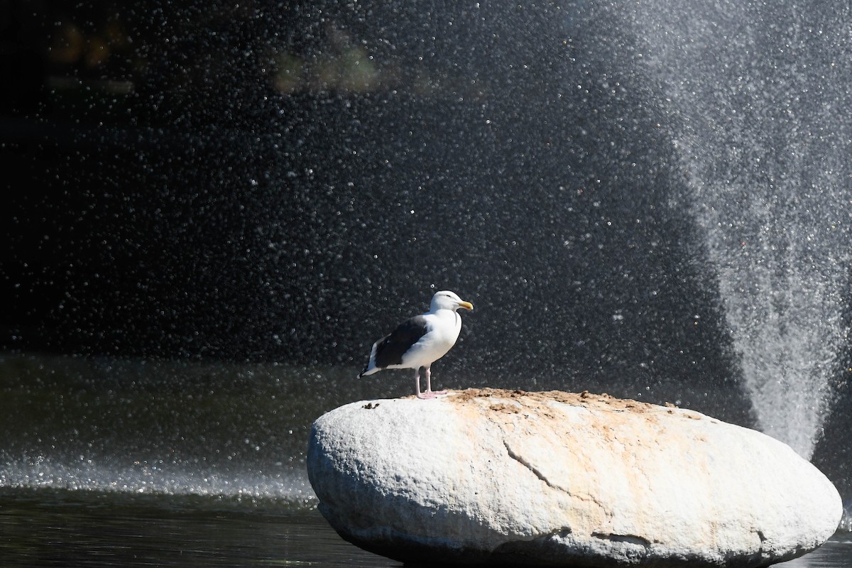 Western Gull - ML642822635