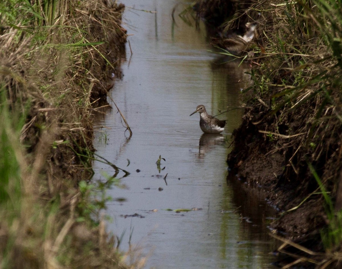 Green Sandpiper - ML642822639