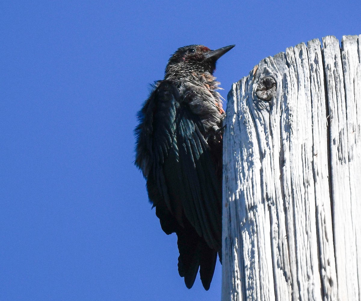 Lewis's Woodpecker - ML642822667