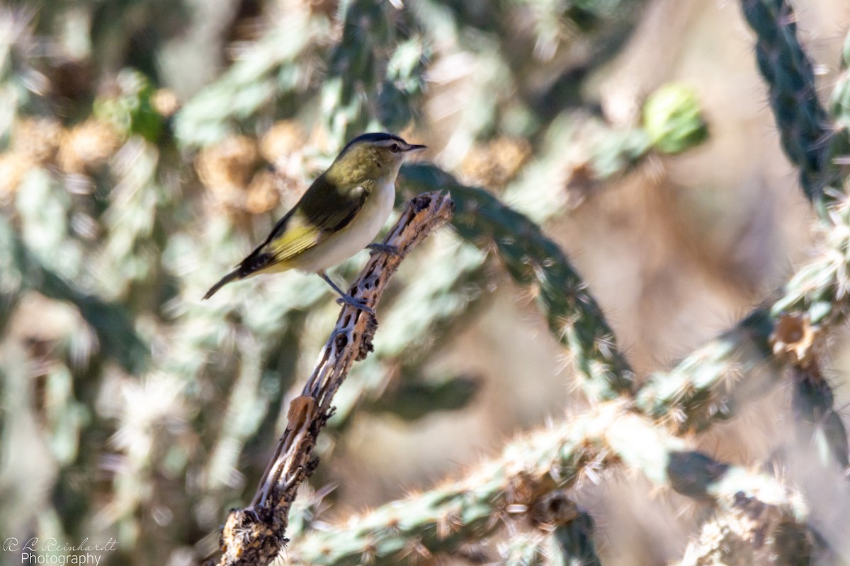 Red-eyed Vireo - ML642822668