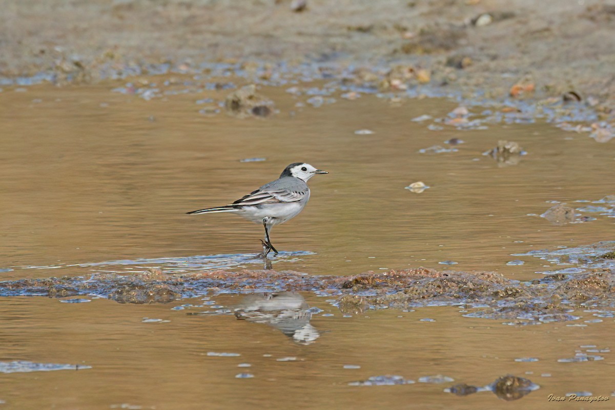 White Wagtail - ML642822671
