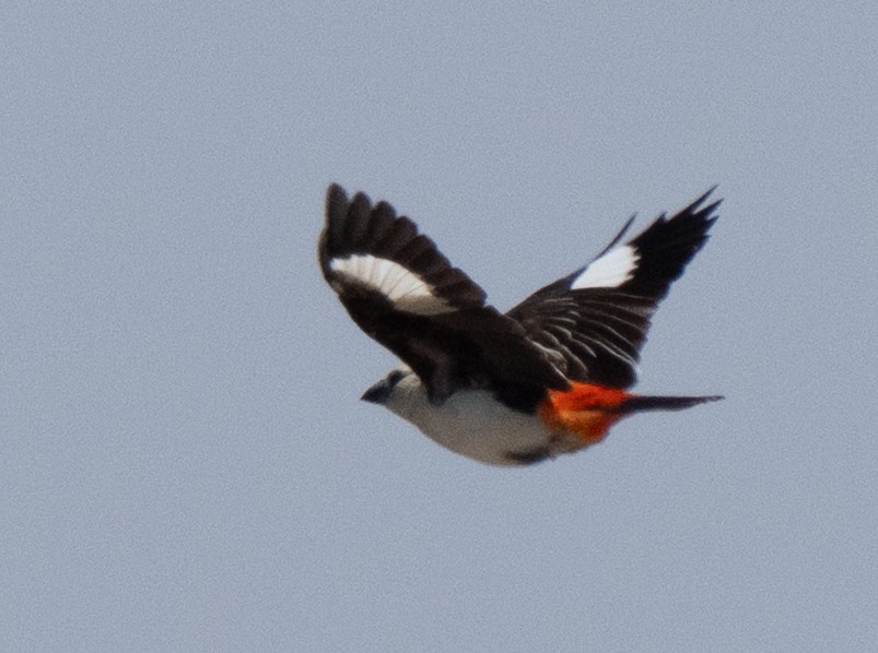 White-headed Buffalo-Weaver - ML642822673