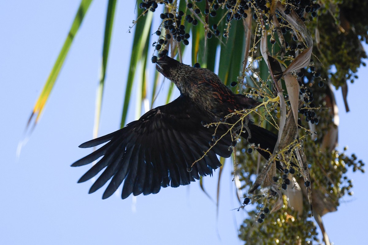 Lewis's Woodpecker - ML642822685