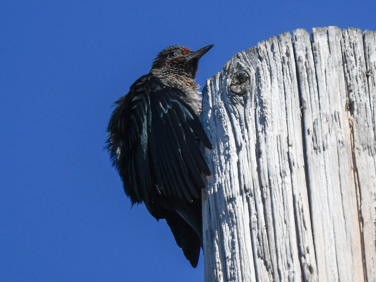 Lewis's Woodpecker - ML642822703