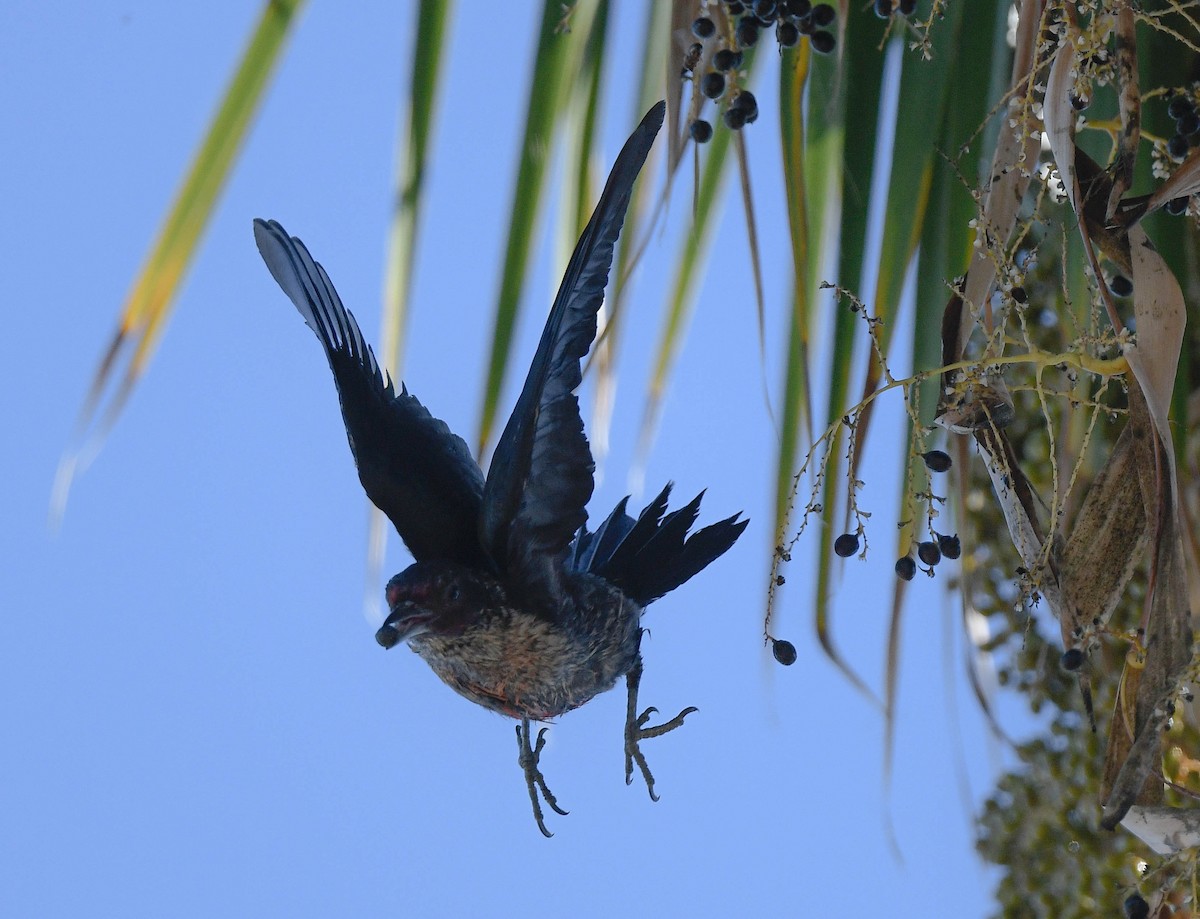 Lewis's Woodpecker - ML642822707