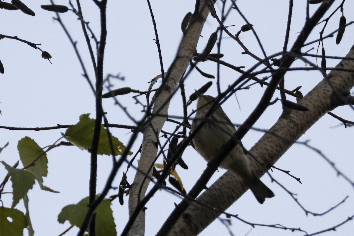 Yellow-rumped Warbler (Myrtle) - ML642822709